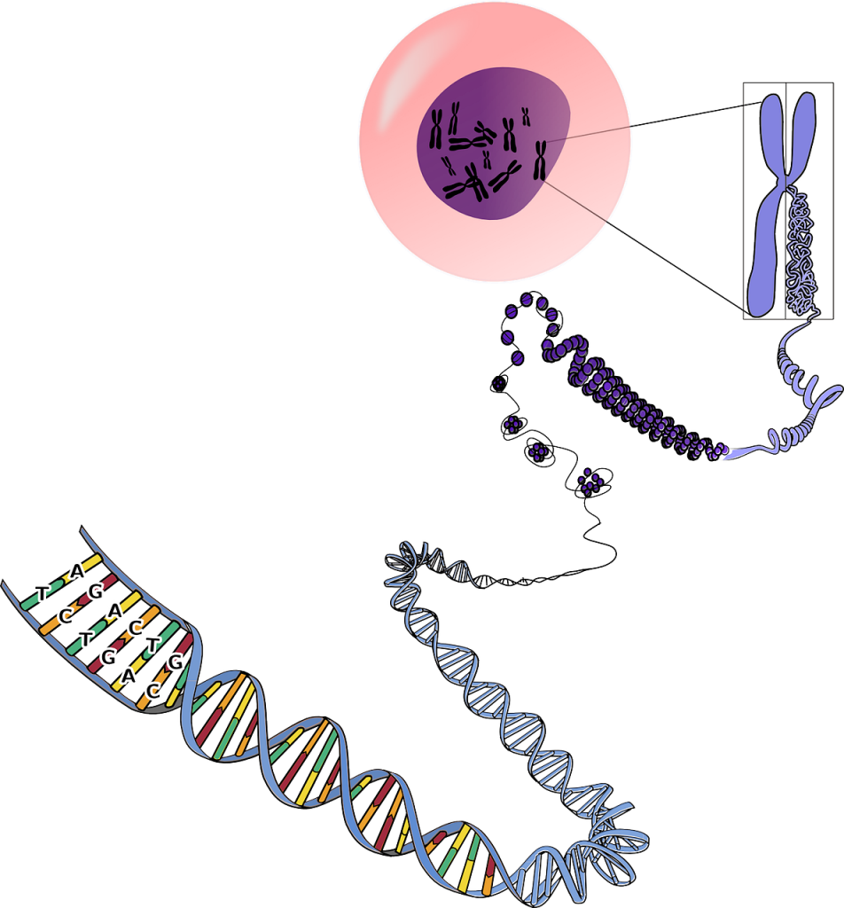Chromosomes