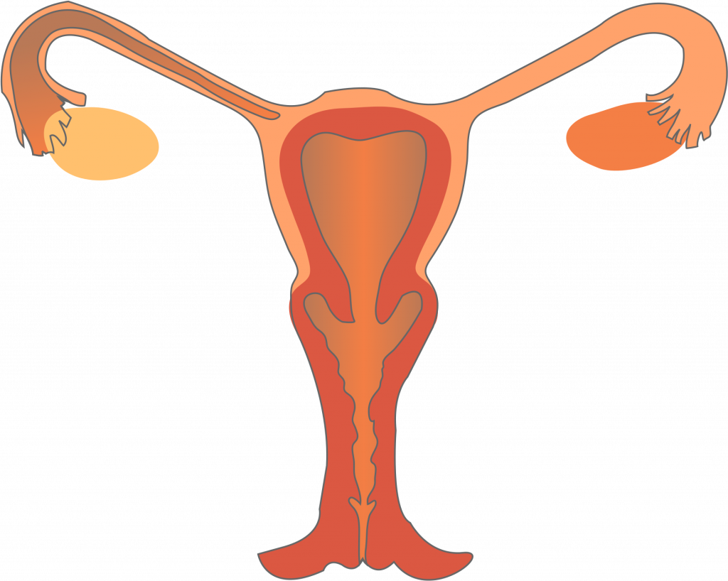 Human Reproduction