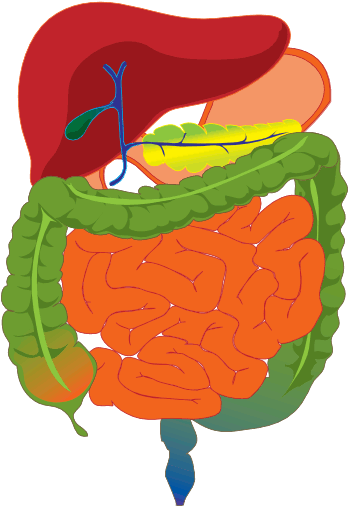 Human Digestive System