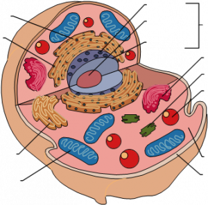 Cell