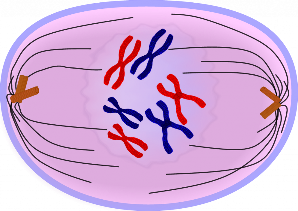 Cell division